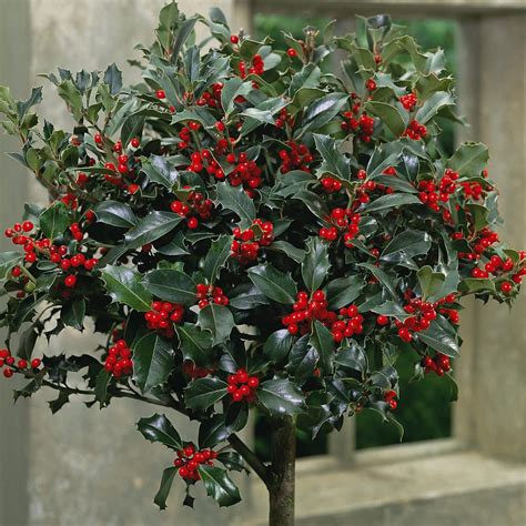 Buy Standard Festive Holly Tree for Christmas, Gardens & Patios ...