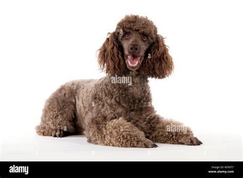 DOG. Brown miniature poodle lying down Stock Photo - Alamy