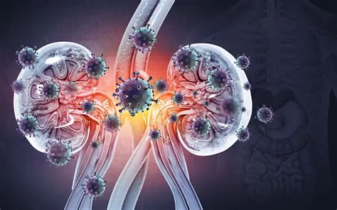 Kidney Infections: Symptoms, Causes, Treatments, And Prevention – Your Health, Our Priority