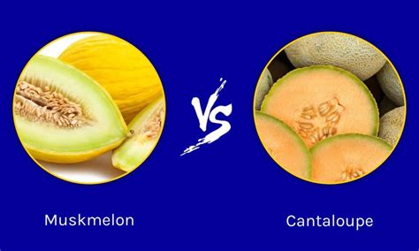 Muskmelon vs Cantaloupe: Is There a Difference?