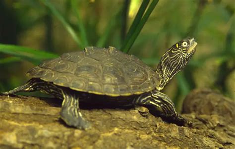 Mississippi Map Turtle Care: Everything You Need to Know!