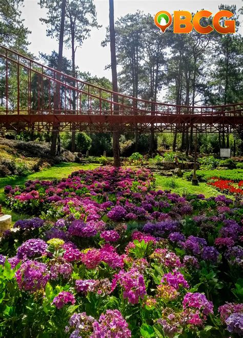 Flower Garden In Baguio City | Best Flower Site