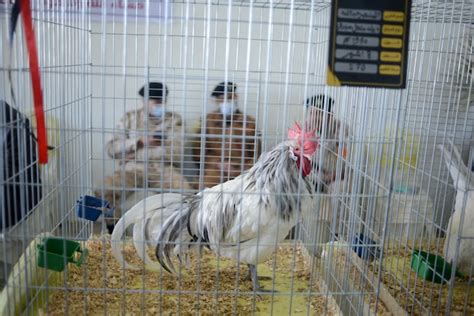 Libya holds first-ever beauty pageant for chickens | IN PICS