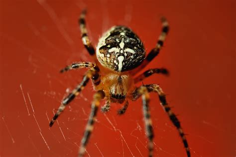 Free Images : web, red, fauna, invertebrate, close up, arachnid ...