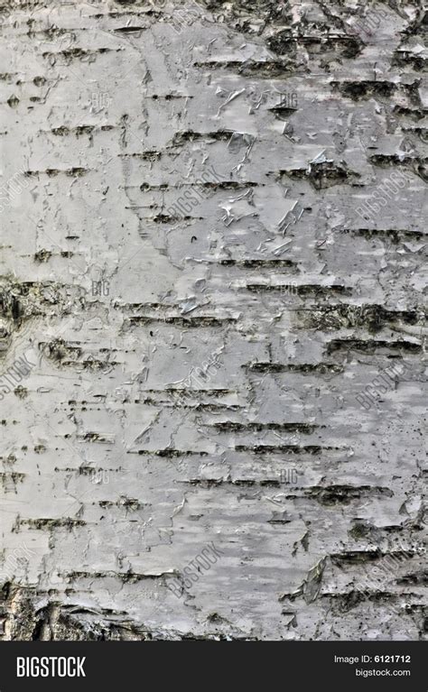 Birch Bark Texture Image & Photo (Free Trial) | Bigstock