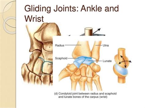 gliding joint – Liberal Dictionary