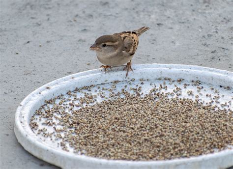 Sparrow Bird Feeding - Free photo on Pixabay - Pixabay