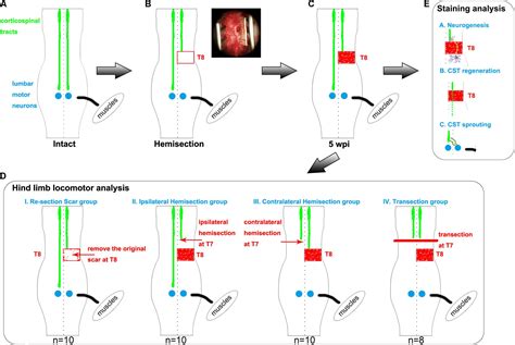 Frontiers | Contralateral Axon Sprouting but Not Ipsilateral ...