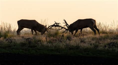 Red Deer Antlers Wild - Free photo on Pixabay - Pixabay