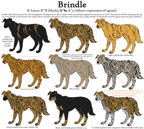 Dog Colors Guide- Brindle by Leonca | Dog coat pattern, Brindle, Dog coats