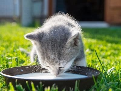 Homemade Kitten Milk Replacer Recipe: Feline-approved Feeding