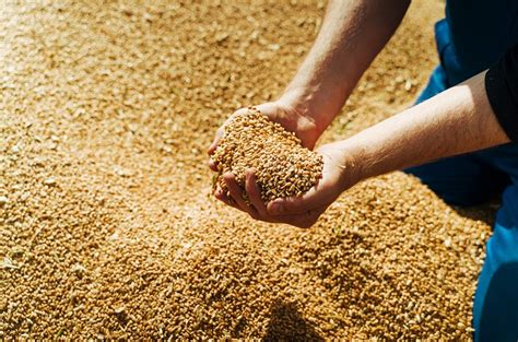 Yield, Harvest, and Storage of Barley - Wikifarmer