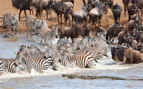 What Makes The Great Migration River Crossing Special -- Safari By Z