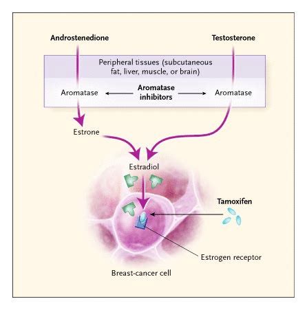 Aromatase Inhibitors in Breast Cancer | NEJM