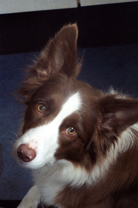 My dream dog: a red & white Border Collie | Perros, Perro husky, Perros lindos