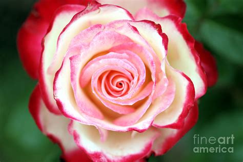 Red Tipped Rose Photograph by Nick Gustafson - Fine Art America