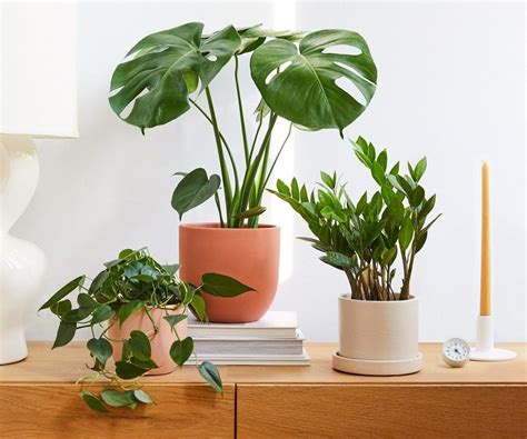 The Best Indoor Plants, According To Plant Experts