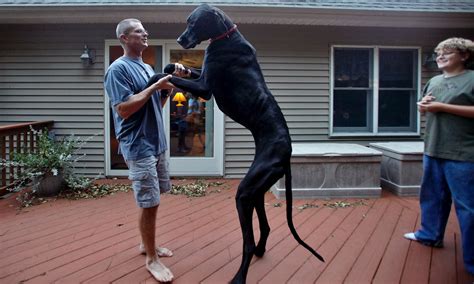 World's tallest dog Zeus - in pictures | Life and style | The Guardian