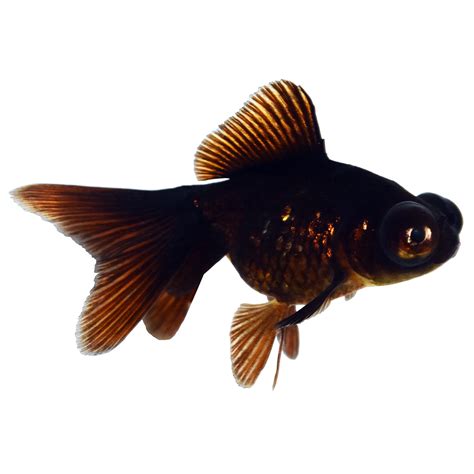 Black Moor Goldfish For Sale | Petco