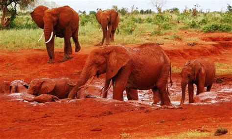 Tsavo East National Park | Tsavo National Park Tours