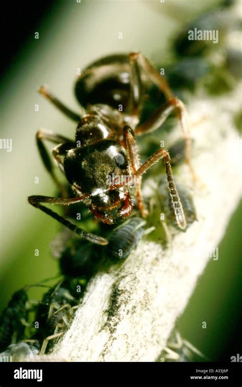 Extreme macro ants protecting aphids hi-res stock photography and images - Alamy