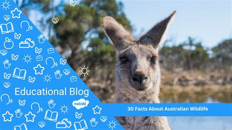 35 Facts About Australian Wildlife | Twinkl Blog - Twinkl