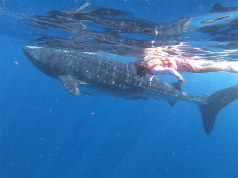 Snorkeling with Whale Sharks in the Mayan Riviera | Snorkeling in Mexico