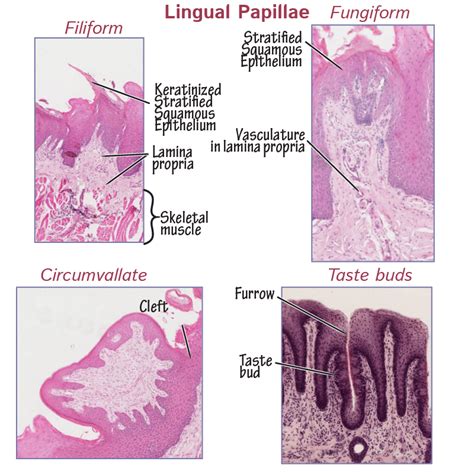 Histology Glossary: Lingual Papillae & Taste Bud Histology | ditki medical & biological sciences