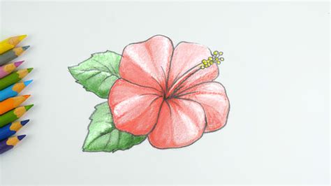 Flower Drawing With Colour Shading | Best Flower Site