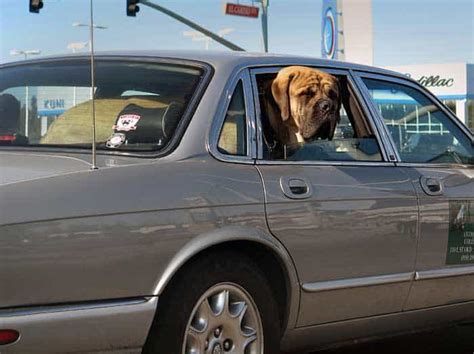 7 Best Car Accessories for Dog Owners - CityDogsLife