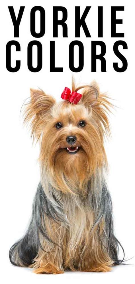 Yorkie Colors - Find Out All The Possible Colors Of This Distinctive Breed