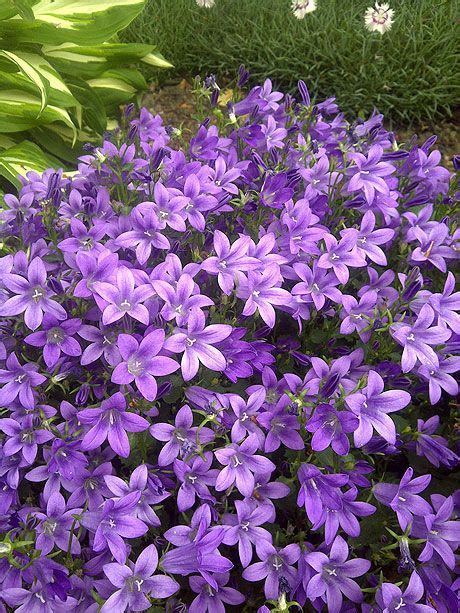 purple perennials that bloom all summer | PC Campanula Purple Get Mee ...