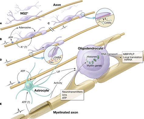 Frontiers | Regulation of myelin genes implicated in psychiatric disorders by functional ...