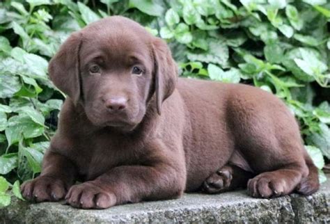 Chocolate Lab Puppies For Sale | Keystone Puppies | Labrador retriever, Labrador retriever art ...