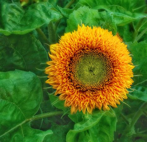 Blossom Flower Garden Nature Free Stock Photo - Public Domain Pictures