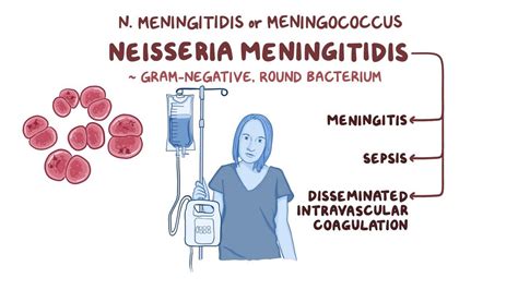 Bacterial Meningitis Cell Structure