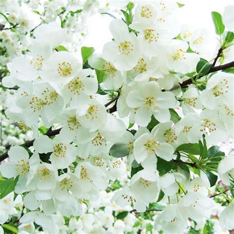 It's safe to assume that with a name like Snowdrift, this crabapple ...