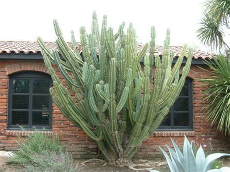 Cereus repandus (Peruvian Apple) | World of Succulents