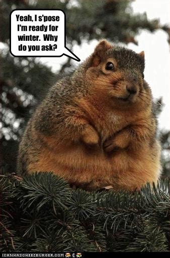 Squirrel With Captions Funny Quotes. QuotesGram