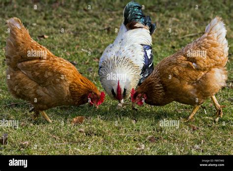 Three chickens on the meadow Stock Photo - Alamy