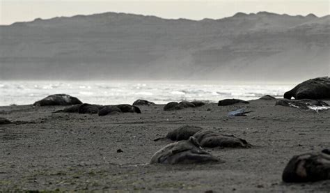 In Argentina, scientists scramble to study seal colonies hit hard by ...