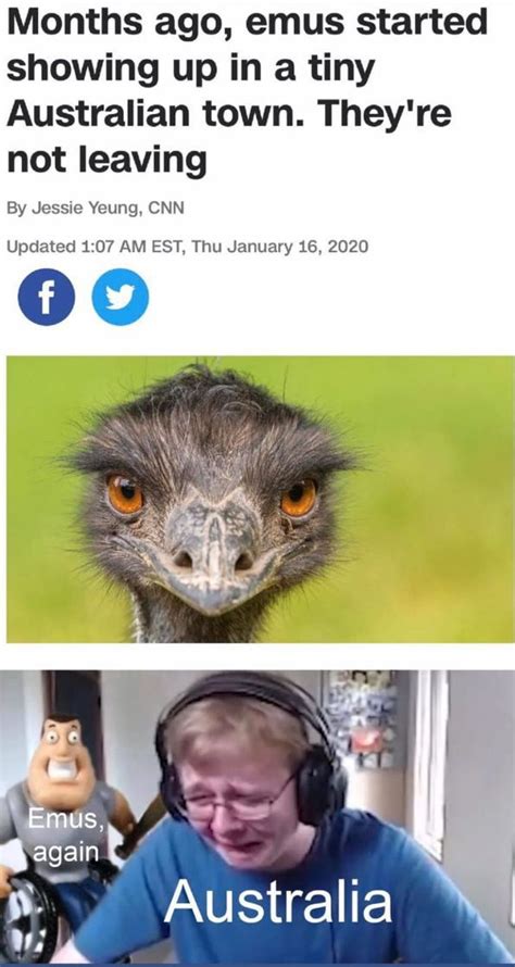 Its the Great Emu War 2 | Emu war, Memes, Funny images