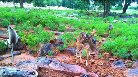 Sri Venkateswara National Park - backiee