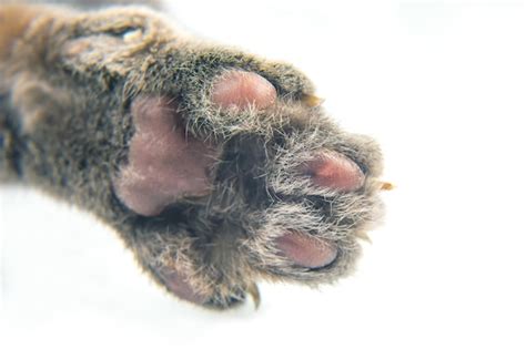 Premium Photo | The front paws of this cat on a white background closeup