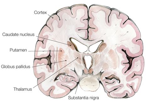 Fetal Pig Brain Diagram