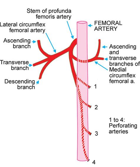 Medial Circumflex Femoral Artery Branches