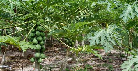 Papaya Tree: How to Plant, Grow, Care and Harvest Papaya - Gardeners ...