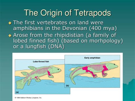 PPT - Evolution of the Tetrapods PowerPoint Presentation, free download - ID:5517707