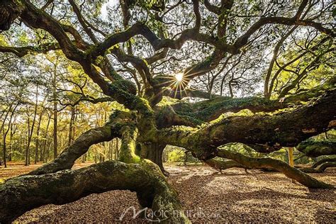 Charleston Angel Oak | Tree art, Angel oak trees, Angel oak