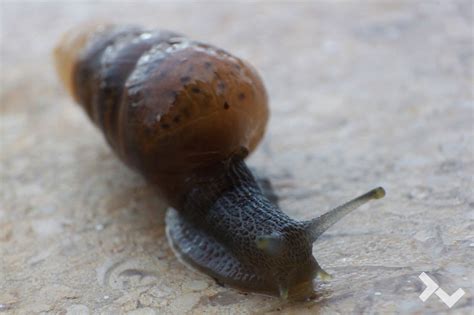 Snail Macro / Macro Caracol on Behance